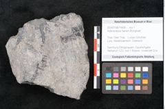 Foto (Objekt + Etikett) von Asterocarpus meriani Brongniart (NHMW-GEO-2024-0188-10609)